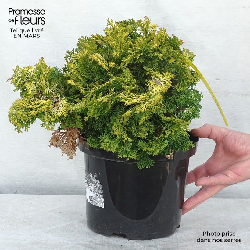 Cyprès hinoki du Japon - Chamaecyparis obtusa Maureen en pot de 4L/5L esemplare consegnato in inverno