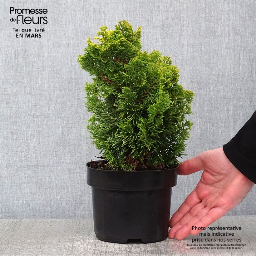 Cyprès hinoki du Japon - Chamaecyparis obtusa Meroki Twin Pot de 2L/3L esemplare consegnato in inverno