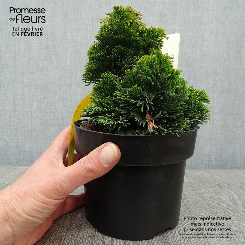 Cyprès hinoki du Japon - Chamaecyparis obtusa Nana Aurea en pot de 2L/3L esemplare consegnato in inverno