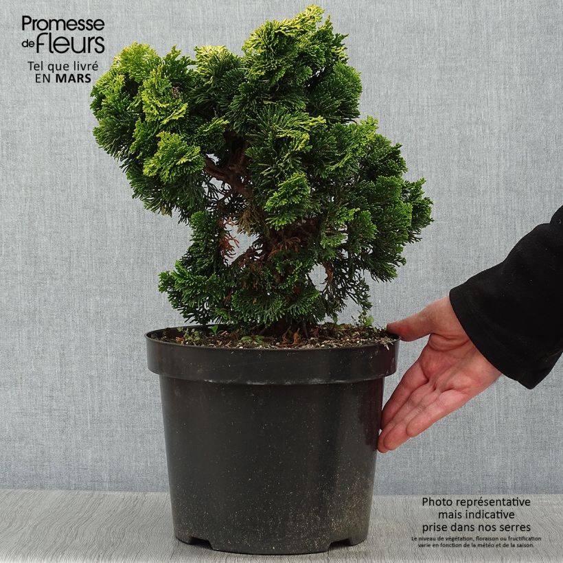 Cyprès hinoki du Japon - Chamaecyparis obtusa Nana Aurea en pot de 7,5L/10L esemplare consegnato in inverno