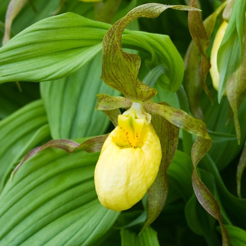 Cypripedium Kristi Lyn (Fioritura)