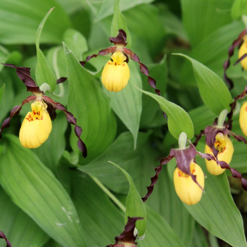 Cypripedium parviflorum var. parviflorum (Fioritura)