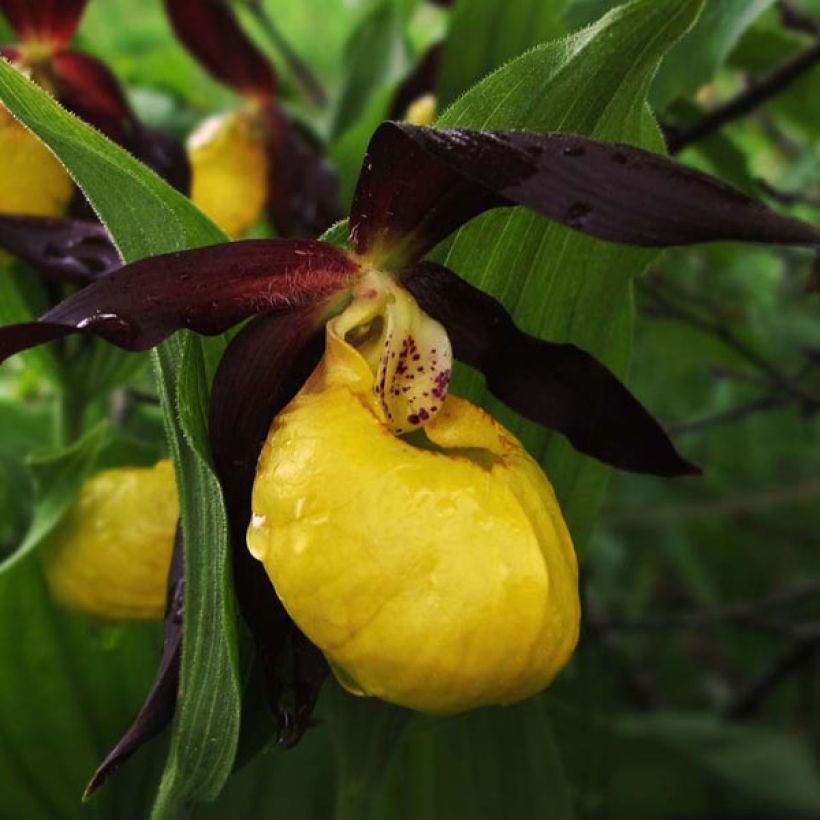 Cypripedium calceolus - Pianelle della Madonna (Fioritura)