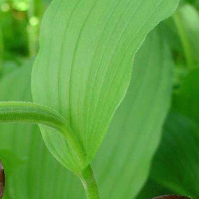 Cypripedium calceolus - Pianelle della Madonna (Fogliame)