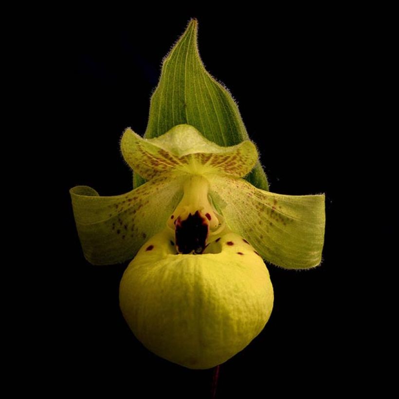 Cypripedium flavum (Fioritura)