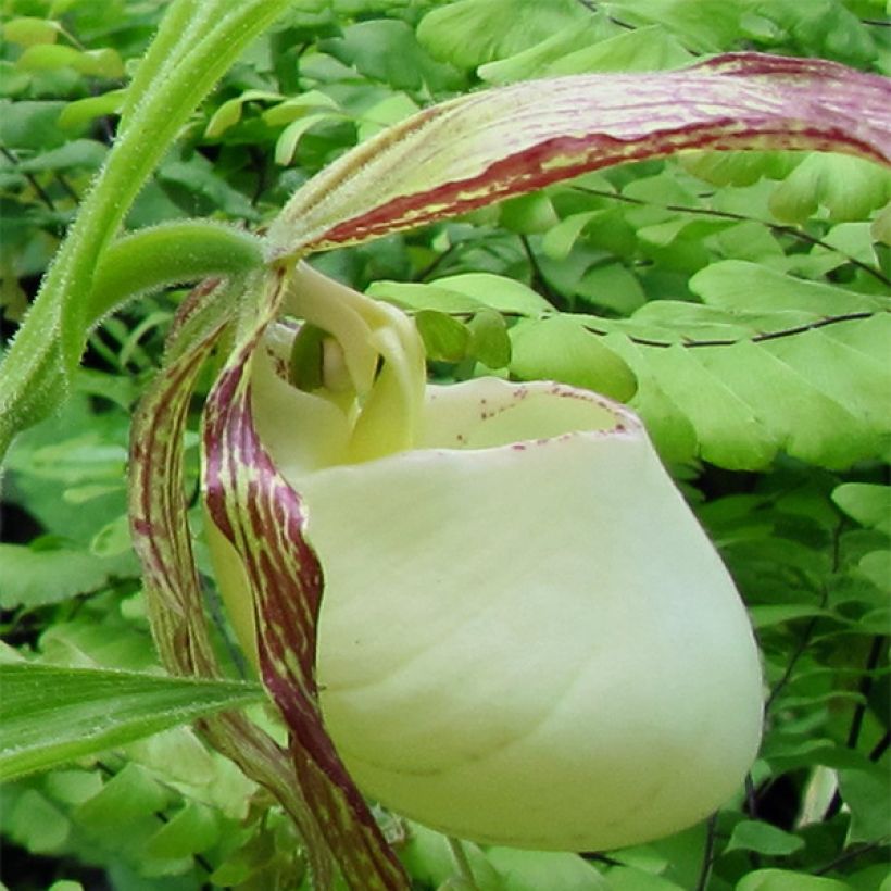 Cypripedium kentuckiense (Fioritura)