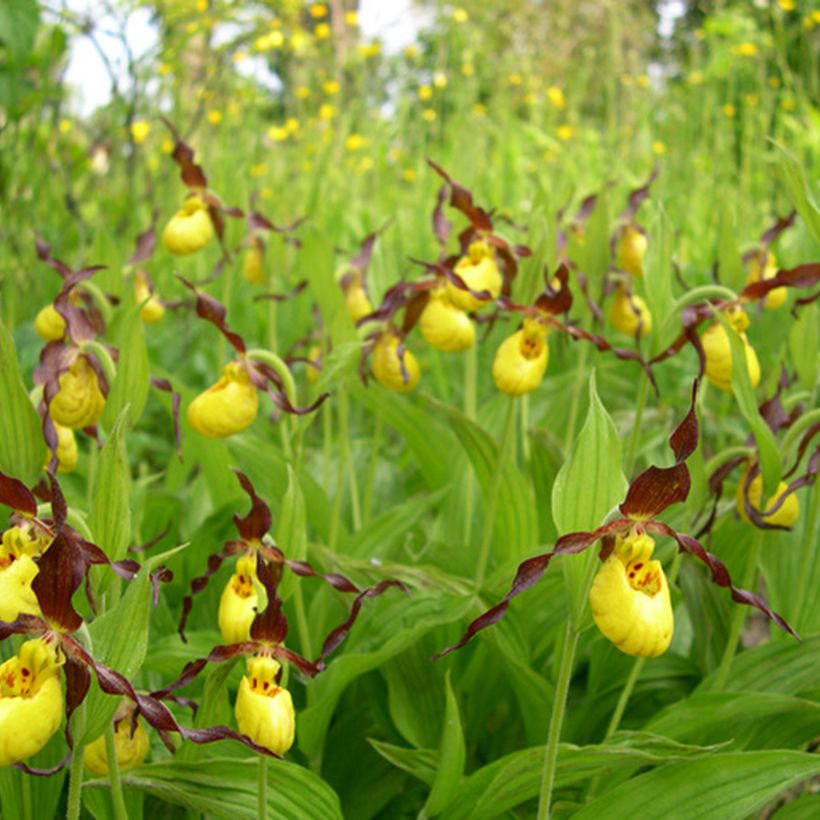 Cypripedium parviflorum var. parviflorum (Porto)