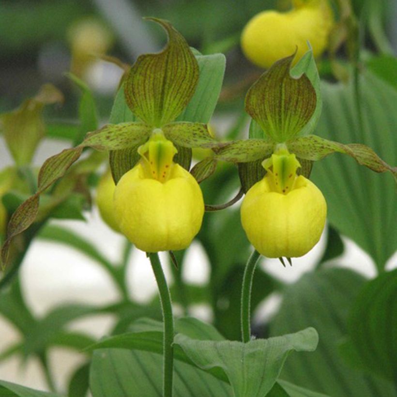 Cypripedium parviflorum var. pubescens (Fioritura)