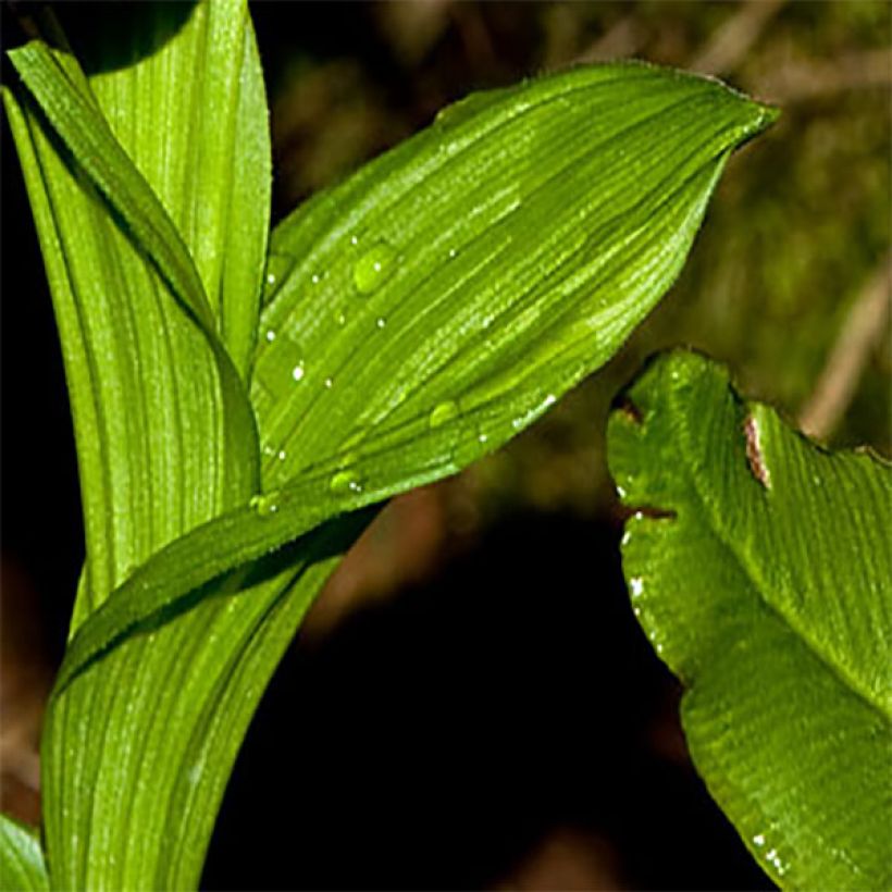 Cypripedium tibeticum (Fogliame)