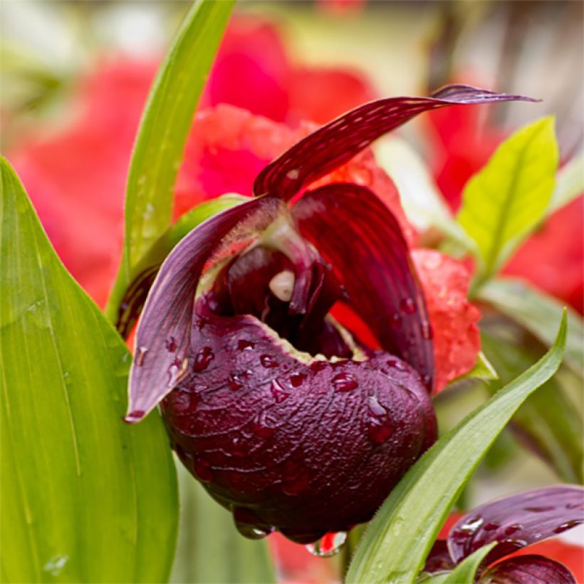 Cypripedium tibeticum (Fioritura)