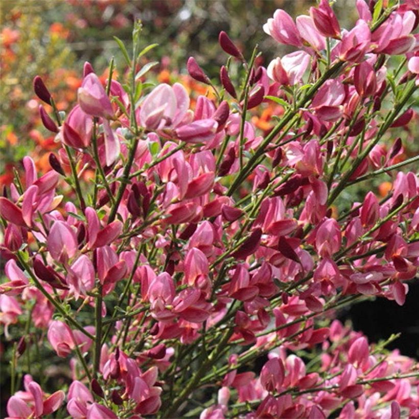 Cytisus praecox Hollandia - Citiso (Fioritura)