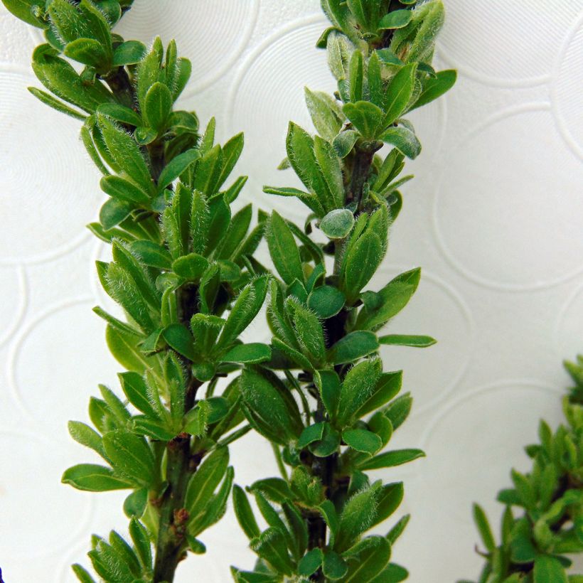 Cytisus decumbens (Fogliame)