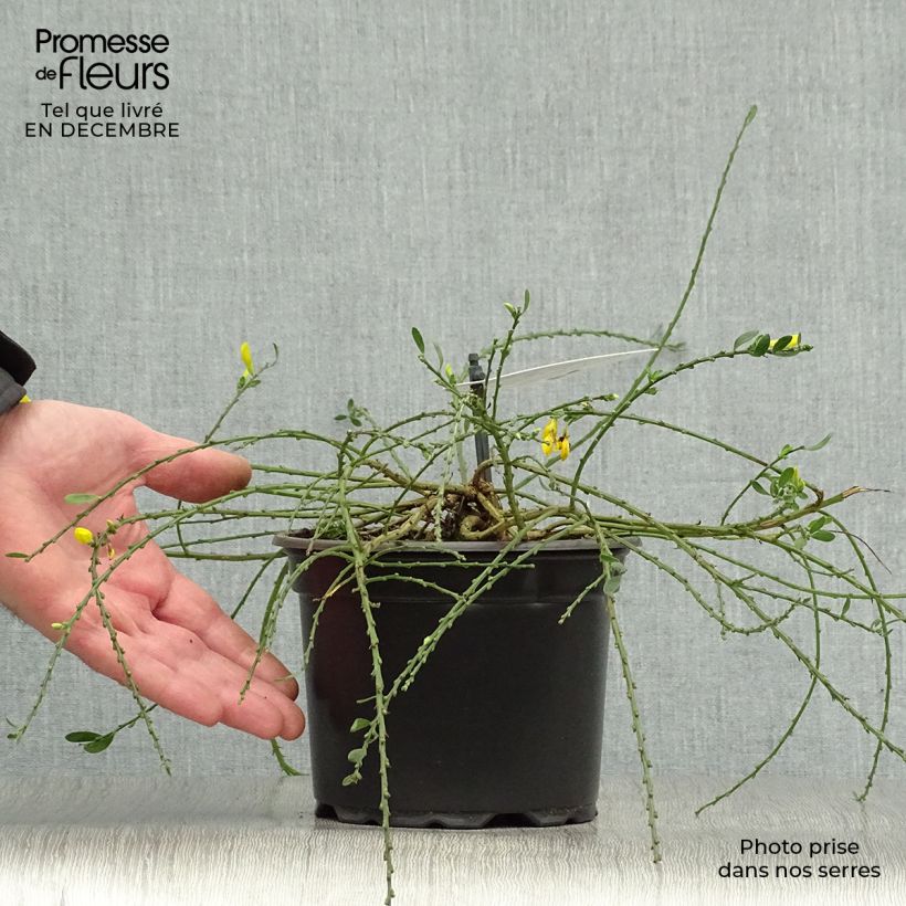 Cytisus decumbens - Genêt rampant Pot de 2L/3L esemplare consegnato in inverno