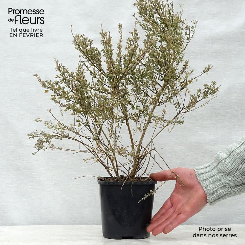 Cytisus racemosus Phebus - Genêt de Tenerife en pot de 2/3L esemplare consegnato in inverno