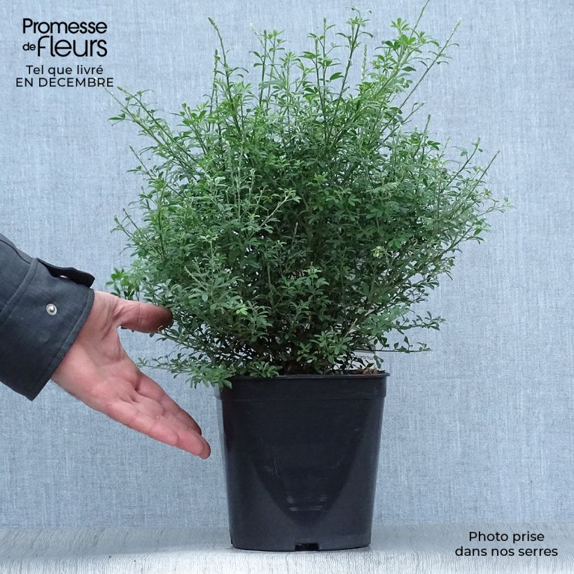 Cytisus racemosus Phebus - Genêt de Tenerife en pot de 4l/5l esemplare consegnato in inverno