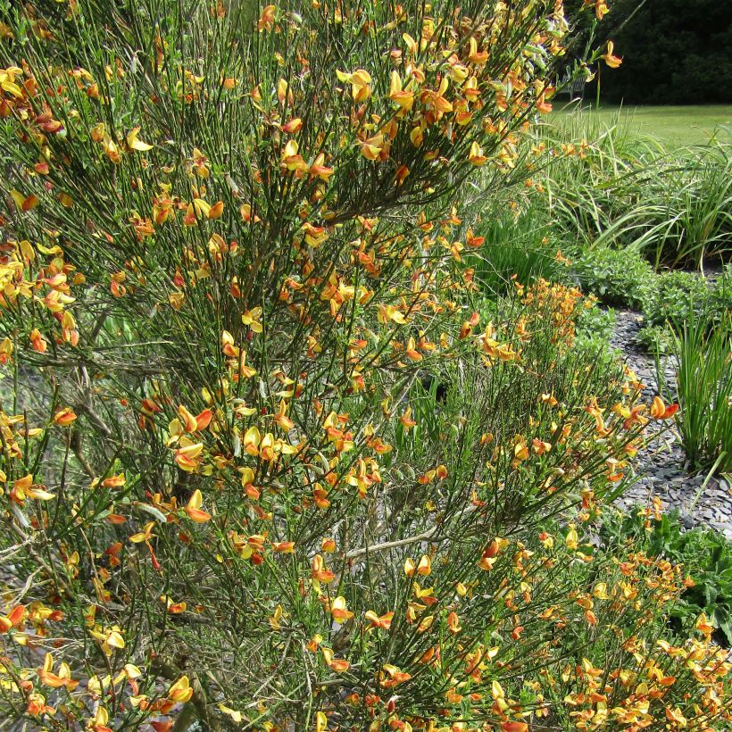 Cytisus scoparius Apricot Gem - Ginestra dei carbonai (Fioritura)