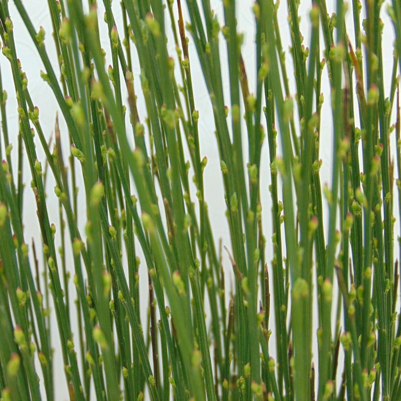 Cytisus scoparius Apricot Gem - Ginestra dei carbonai (Fogliame)