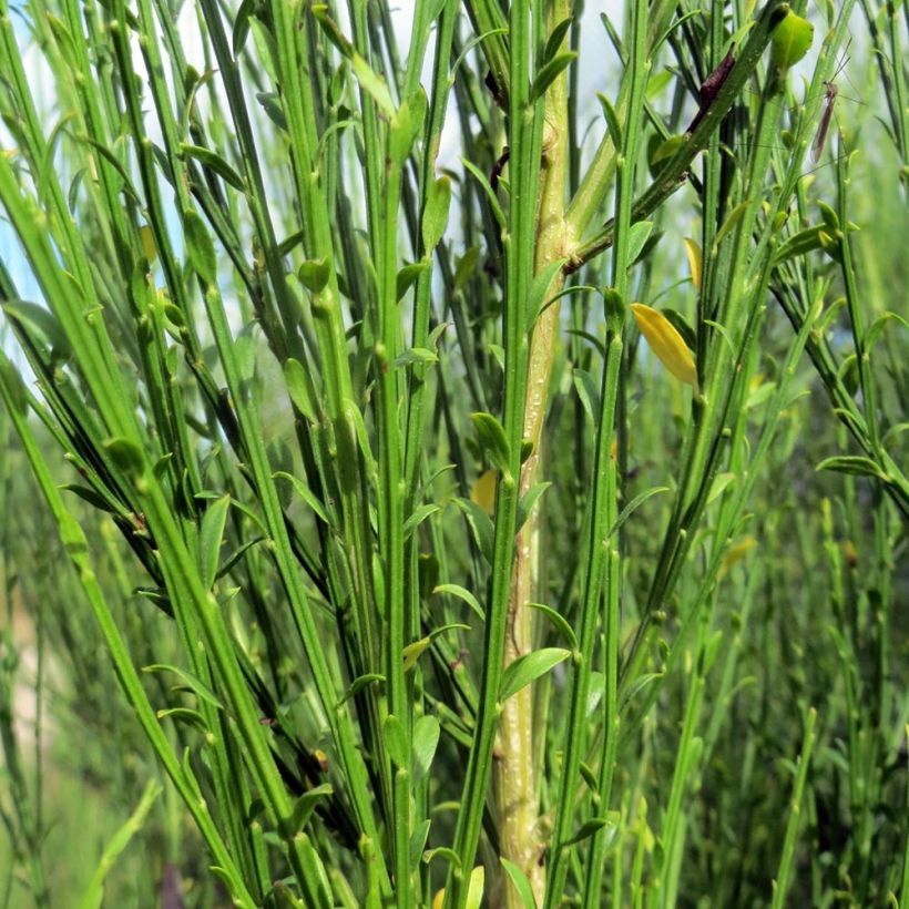 Cytisus scoparius Burkwoodii - Ginestra dei carbonai (Fogliame)