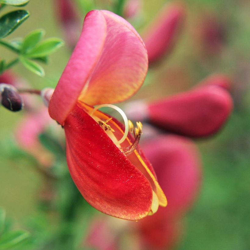 Cytisus scoparius Burkwoodii - Ginestra dei carbonai (Fioritura)