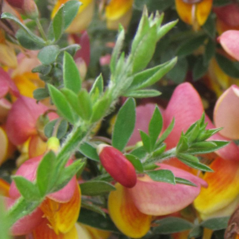 Cytisus scoparius La Coquette - Ginestra dei carbonai (Fogliame)