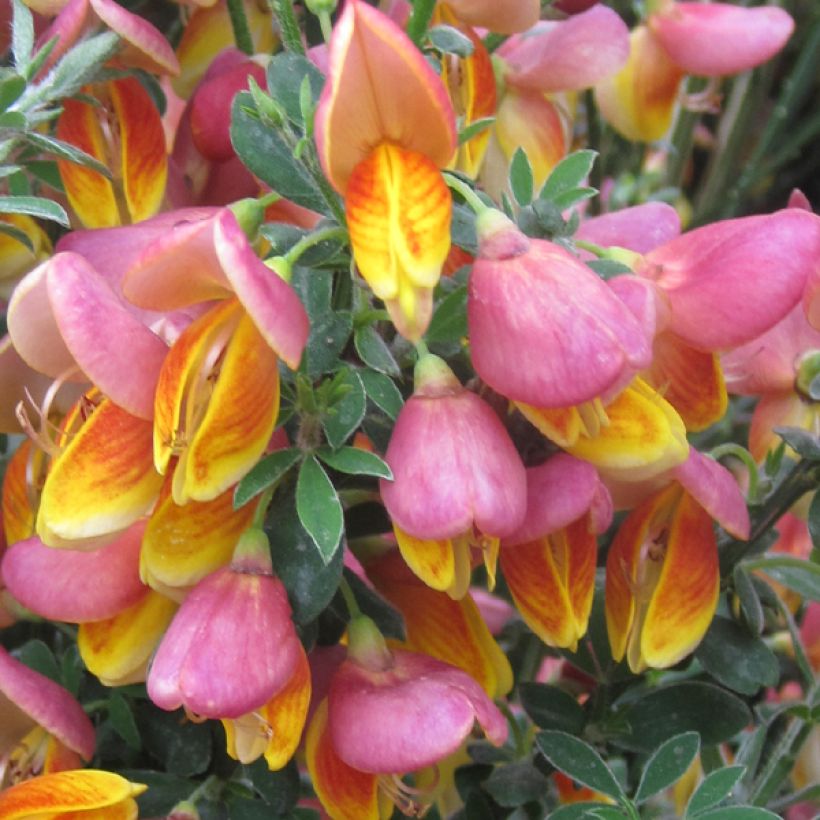 Cytisus scoparius La Coquette - Ginestra dei carbonai (Fioritura)