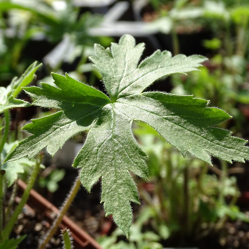 Delphinium elatum Highlander Sweet Sensation - Speronella elevata (Fogliame)