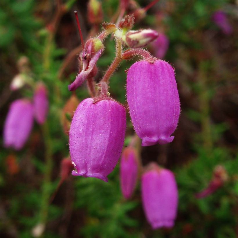 Daboecia cantabrica (Fioritura)