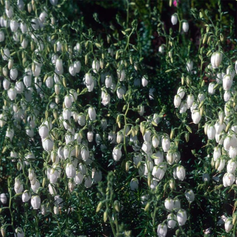 Daboecia cantabrica Alba (Fioritura)