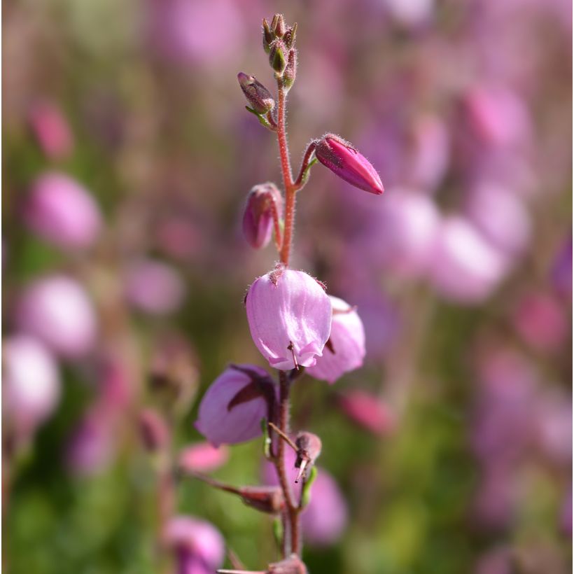 Daboecia cantabrica Globosa Pink (Fioritura)