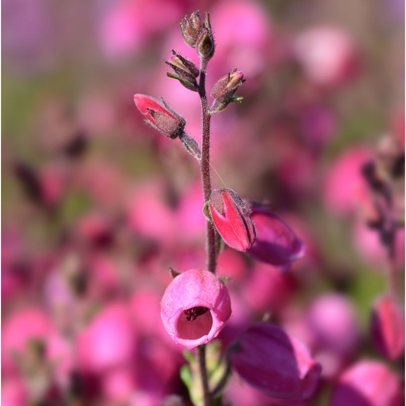 Daboecia cantabrica Waley's Red (Fioritura)