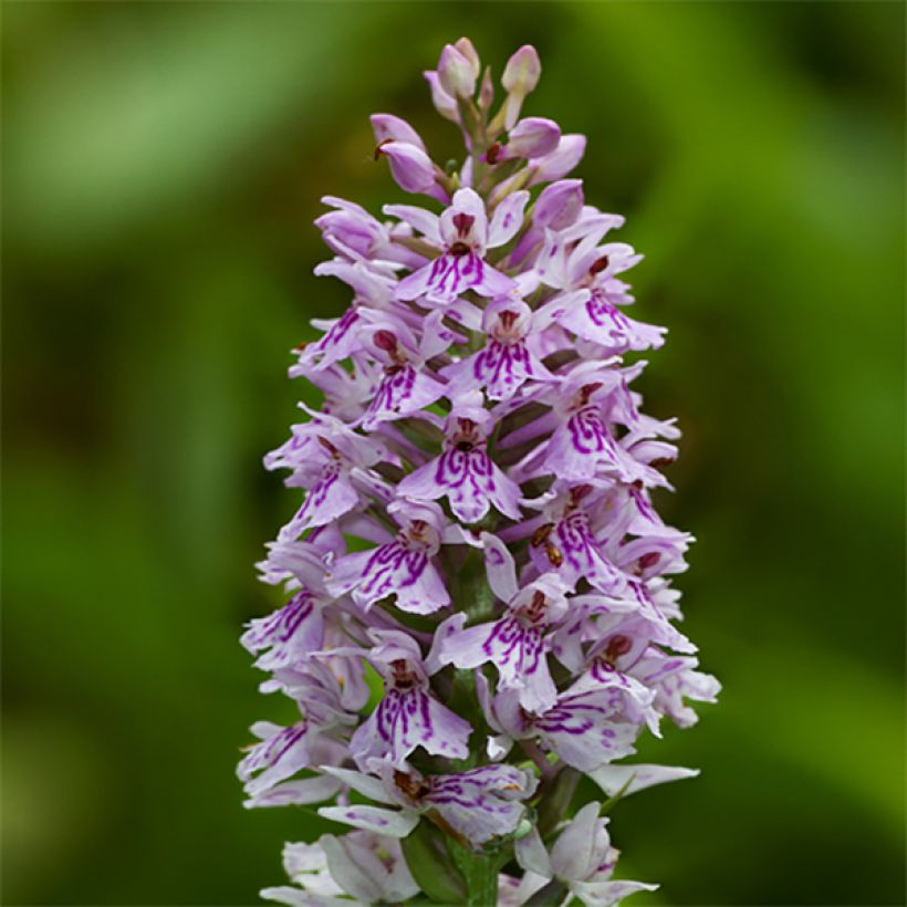 Dactylorhiza fuchsii (Fioritura)