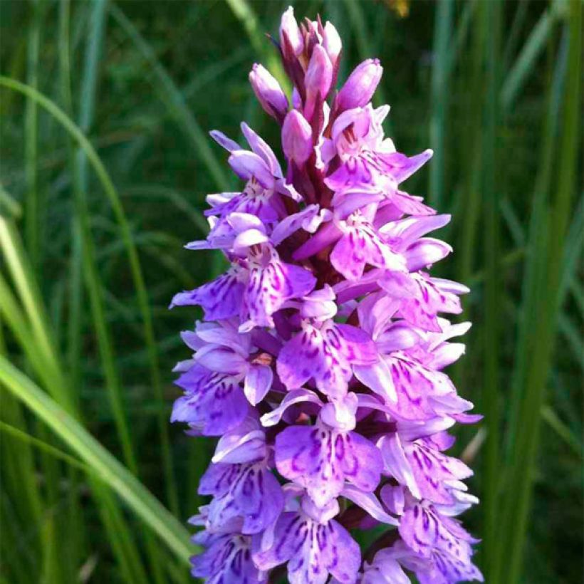 Dactylorhiza maculata - Orchidea maculata (Fioritura)