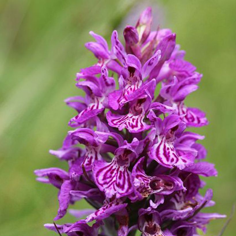 Dactylorhiza majalis (Fioritura)