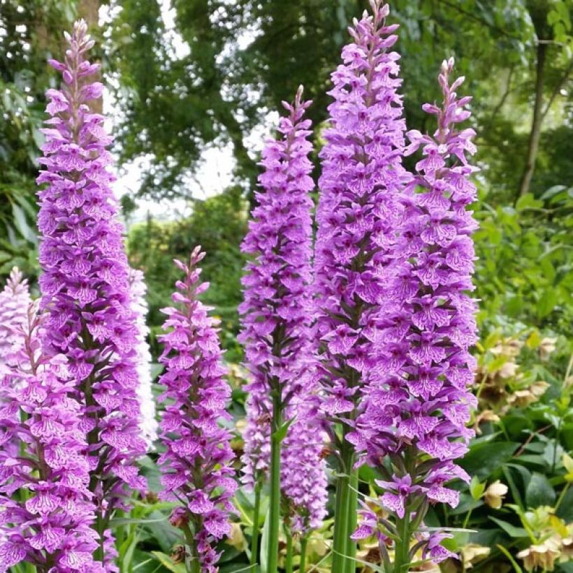 Dactylorhiza praetermissa (Fioritura)