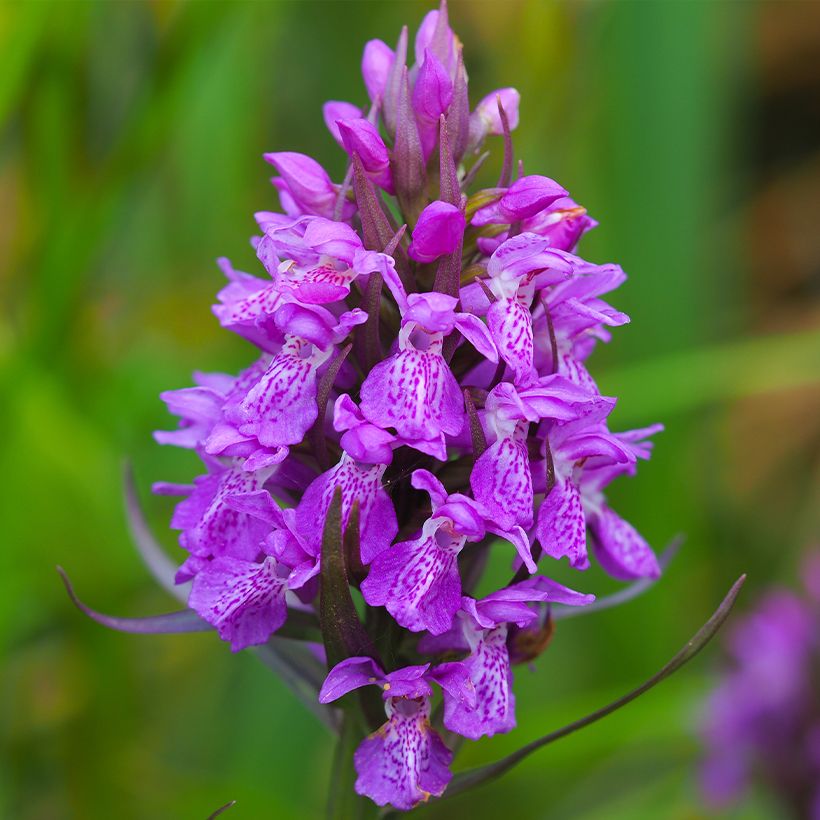 Dactylorhiza purpurella (Fioritura)