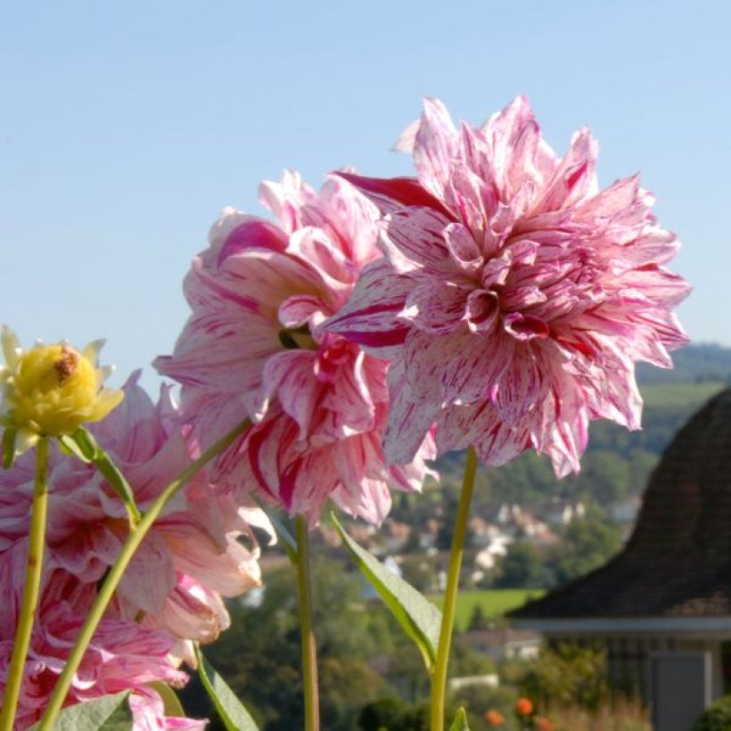 Dalia decorativa Anatol (Fioritura)