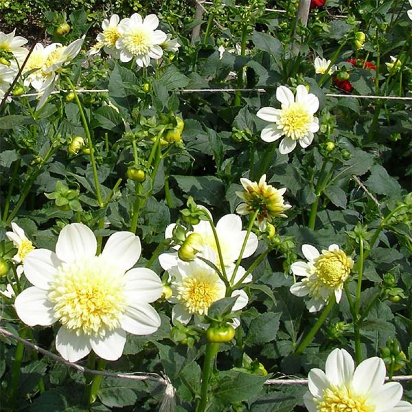 Dalia a fior d'anemone Platinum Blonde (Fioritura)