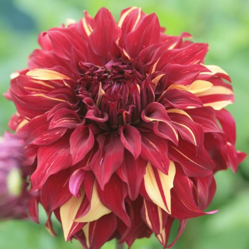 Dalia decorativa Bohemian Spartacus (Fioritura)