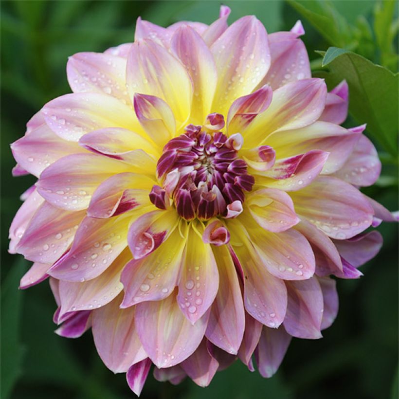 Dalia decorativa Caribbean Fantasy (Fioritura)