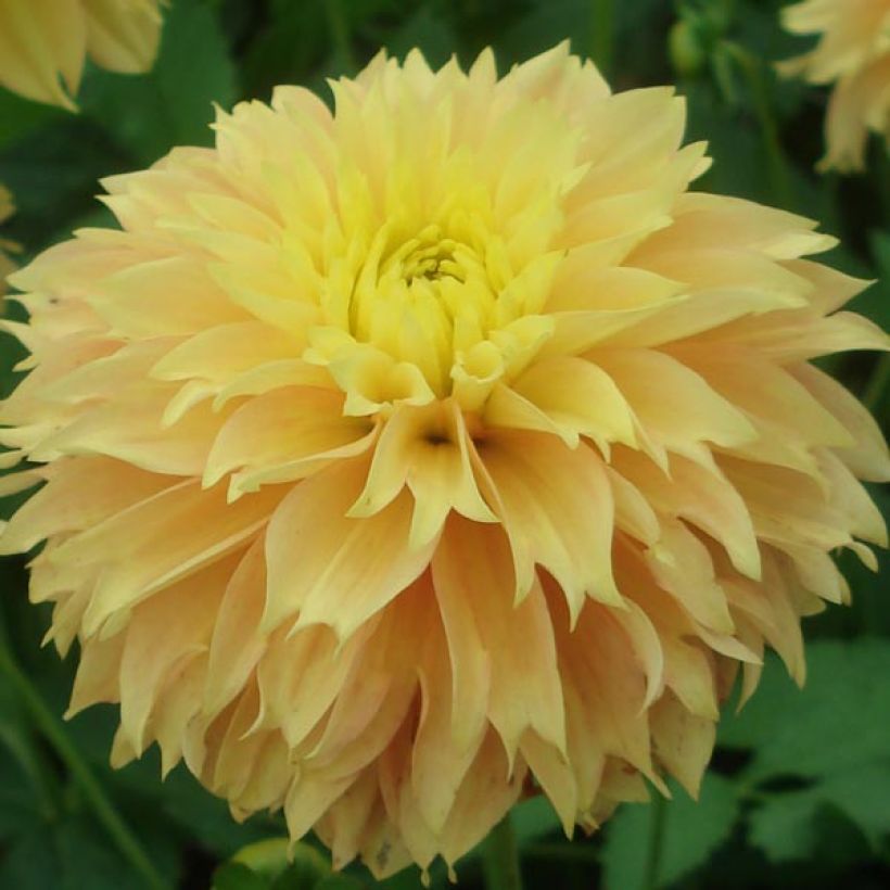 Dalia Deep Impact (Fioritura)