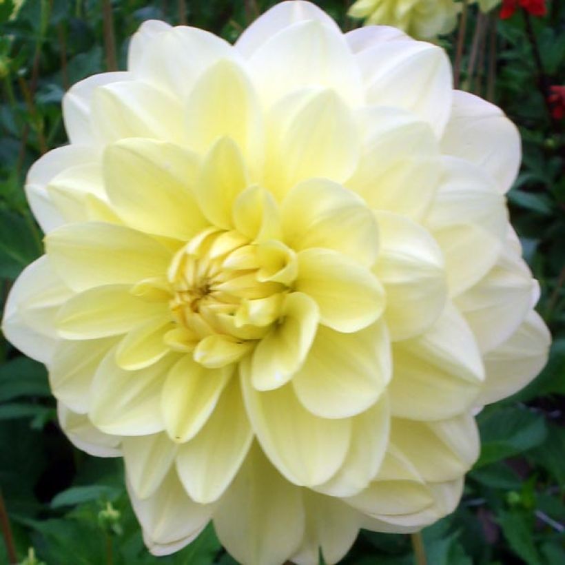 Dalia Glory of Heemstede (Fioritura)