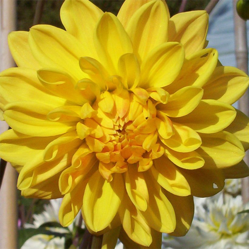 Dalia decorativa Golden Emblem (Fioritura)