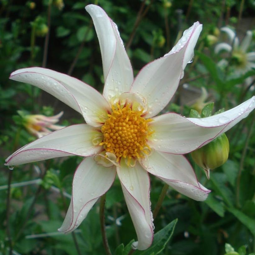 Dalia Honka Fragile (Fioritura)