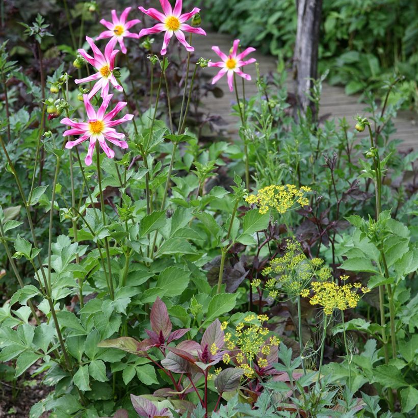 Dalia Honka Pink (Porto)