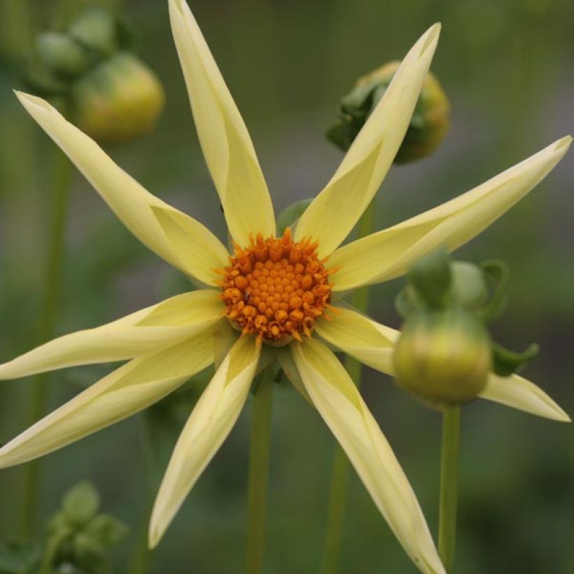 Dalia Honka Yellow (Fioritura)