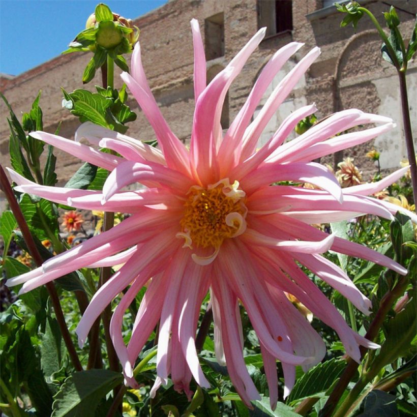 Dalia cactus Jeanne d Arc (Fioritura)