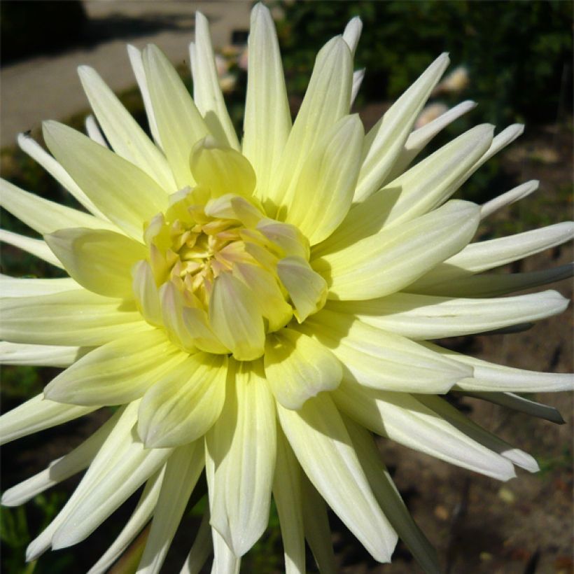 Dalia cactus Shooting Star (Fioritura)