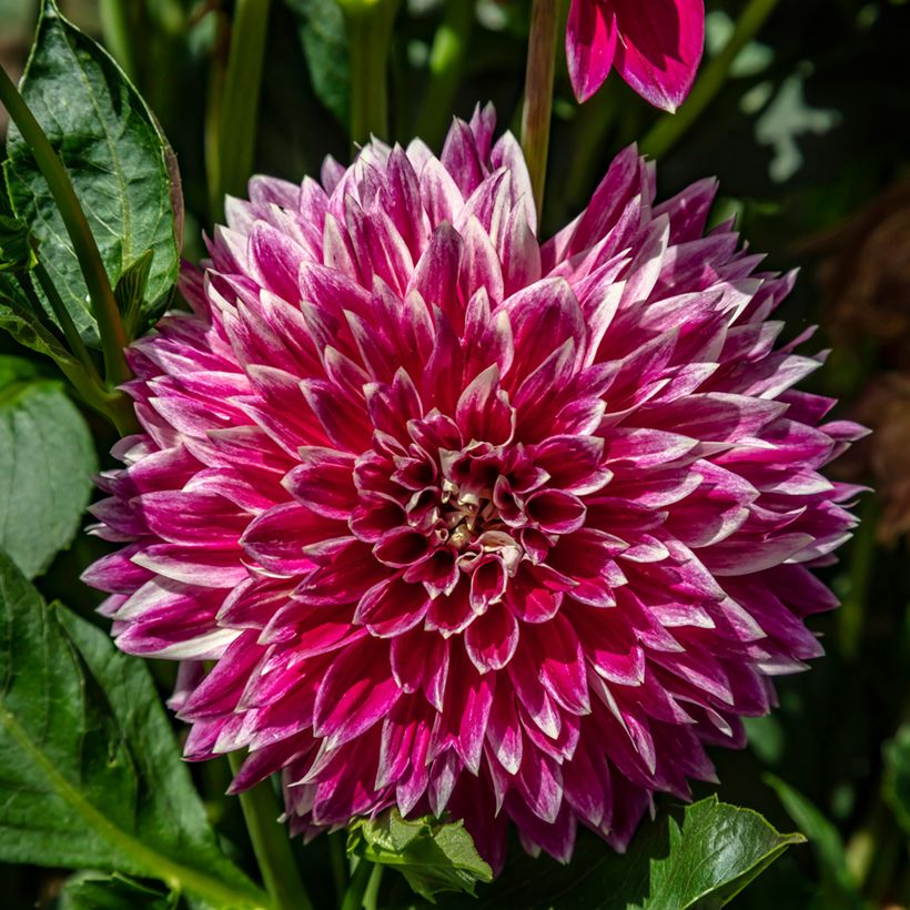 Dalia decorativa Temple of Beauty (Fioritura)