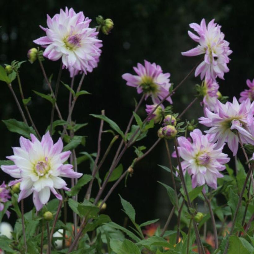 Dalia decorativa Victoria Ann (Fioritura)