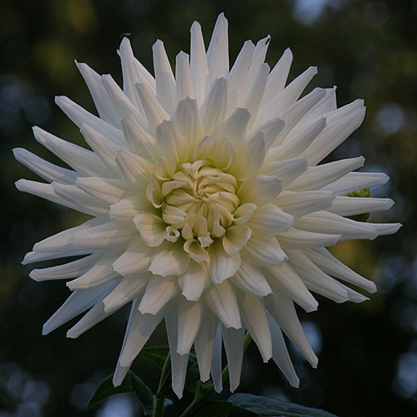 Dalia cactus White Happiness (Fioritura)